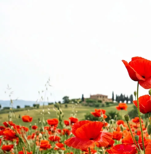 Sfondo papaveri Box 1 Memorie della Resistenza ILSREC