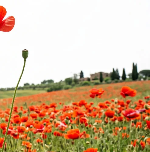 Sfondo papaveri Box 3 Memorie della Resistenza ILSREC