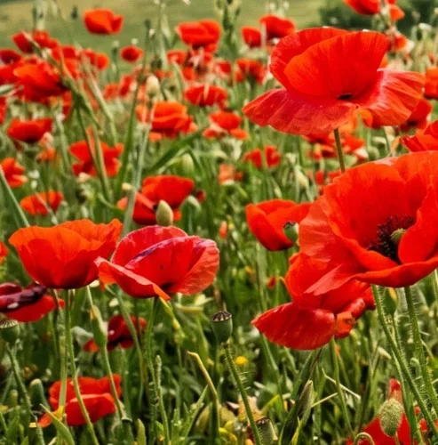 Sfondo papaveri Box 4 Memorie della Resistenza ILSREC