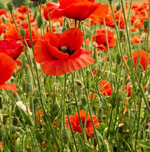 Sfondo papaveri Box 5 Memorie della Resistenza ILSREC